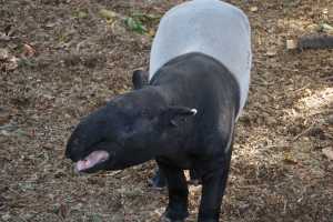 MALAYAN-TAPIR-01